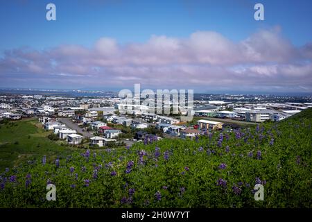 Hafnarfjordur, Islande - 17 juillet 2021 : un panorama de la ville et de la côte, vu d'une colline.Lupin fleurs au premier plan.Ciel bleu, nuages roses. Banque D'Images