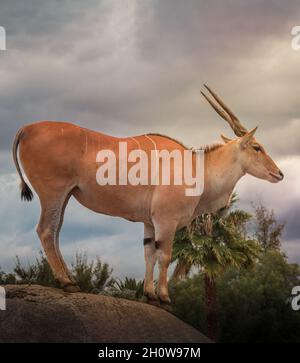 Plan vertical d'une antilope de l'île commune ou d'un oryx du Cap (Taurotragus) avec fond d'arbre et de ciel Banque D'Images