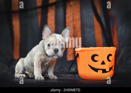 Chien Bulldog français chiot avec Halloween effarante astuce ou panier de friandises devant les banderoles en papier noir et orange Banque D'Images