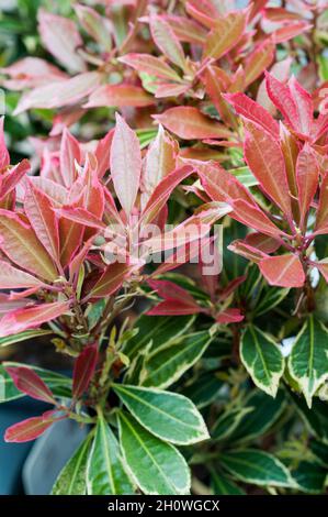 Pieris Little Heath plants au printemps.Ces nouvelles feuilles roses se tournant vers vert clair bordé de blanc est un arbuste à feuilles persistantes et entièrement endurci Banque D'Images