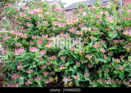 Woctuckle sauvage Lonicera périclymenum Woodbine avec beaucoup de fleurs UN grimpeur vivace décidus qui fleurit en été et est entièrement robuste Banque D'Images