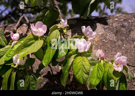 Le coing rose clair ou Cydonia oblonga fleurit au soleil au printemps Banque D'Images