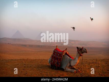 Promenade à dos de chameau pour voir les pyramides au lever du soleil, Gizeh, Égypte, 2018 mars. Banque D'Images