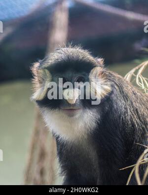 Portrait du singe à queue rouge avec le nom scientifique 'Cercopithecus Ascanius' Banque D'Images