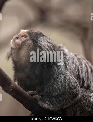 Portrait d'un marmoset commun avec le nom scientifique 'Callithix jacchus' sur un arbre qui regarde vers le haut Banque D'Images