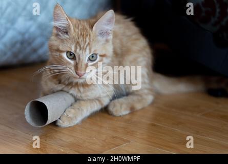 Un chaton orange (gingembre) joue avec un cylindre en carton Banque D'Images