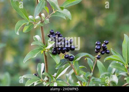 Ligustrum vulgare, Common Wild Privet Banque D'Images