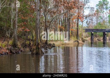 Pont en béton pour le défrichement des pins et des cyprès du marais, près de Pascagoula, Mississippi Banque D'Images