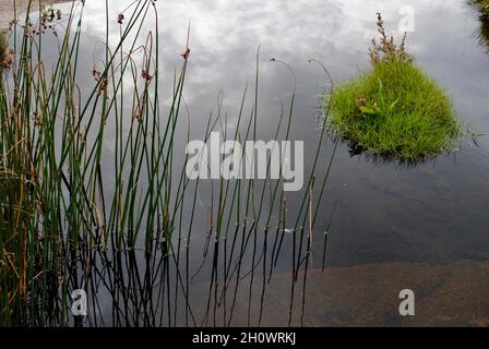 Herbe poussant dans l'étang sur l'île dans l'archipel de Fjällbacka sur la côte ouest de la Suède. Banque D'Images