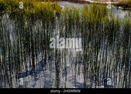 Herbe poussant dans l'étang sur l'île dans l'archipel de Fjällbacka sur la côte ouest de la Suède. Banque D'Images