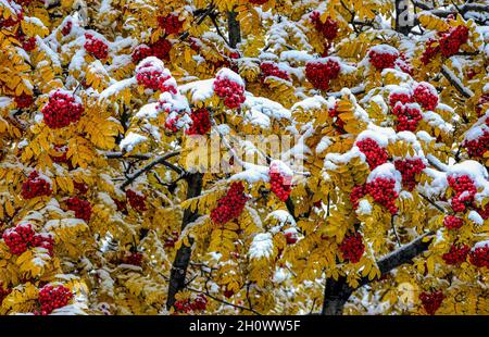 Première neige sur le feuillage d'automne coloré et les baies rouges des branches de l'arbre rowan après la chute de neige.Arrière-plan saisonnier - scène merveilleuse des saisons changeant. Banque D'Images