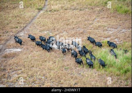 Porcs sauvages près du golfe de carpentaria, dans le nord du Queensland, en Australie. Banque D'Images