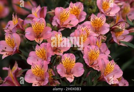 BELLES FLEURS D'ALSTROEMERIA ROSE (CONNUES SOUS LE NOM DE LYS PÉRUVIENS OU CHILIENS). Banque D'Images