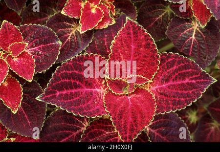 FEUILLES DE L'ORTIE DE FLAMME COLORÉE OU FEUILLES PEINTES PLANTE (COLEUS) LABIATAE. Banque D'Images