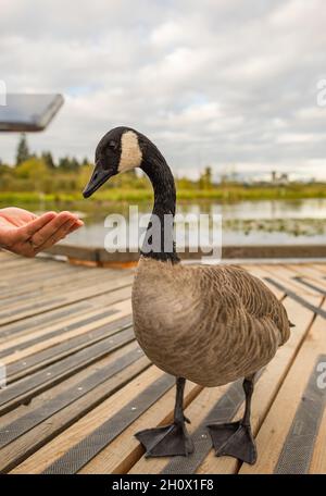 Une femme qui nourrit une oie canadienne dans le parc.Oie canadienne mangeant de la main.Sanctuaire d'oiseaux, vue sur la rue, photo de voyage. Banque D'Images