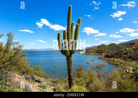 Saguaro Cactus et l'eau dans le paysage du désert de l'Arizona.Vieux cactus saguaro avec plusieurs armes par le réservoir du lac Roosevelt dans le désert de Sonoran en Arizona. Banque D'Images