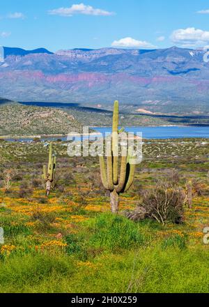 Saguaro Cacti et Wildflowers par Arizona Desert Lake au printemps.Saguaros entouré par le champ des coquelicots de Californie par le réservoir de Roosevelt Lake. Banque D'Images