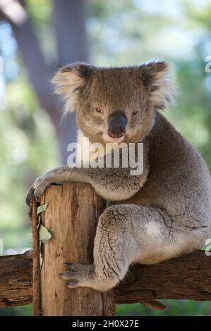 Un koala assis sur la clôture, n'était pas terriblement inquiet de ma présence avec mon appareil photo.Prise au sanctuaire de Healesville à Victoria, en Australie. Banque D'Images