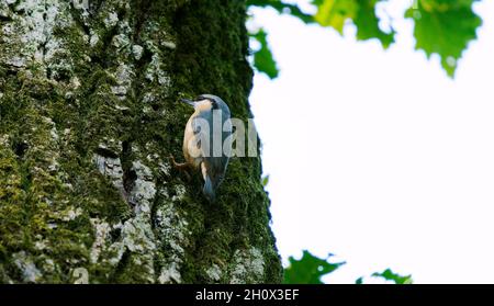 Gros plan d'un oiseau en forêt Banque D'Images