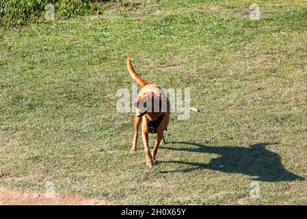 Un chien brun qui court le long de la falaise à Newquay, en Cornouailles, au Royaume-Uni Banque D'Images