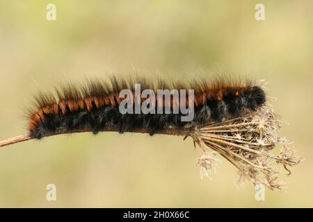 Une chenille de Fox Moth, Macrothylacia rubi, rampant au-dessus d'une plante dans un pré. Banque D'Images