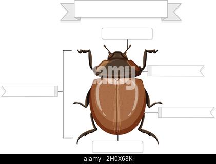 Illustration de l'anatomie externe d'une feuille de travail de scarabée Illustration de Vecteur