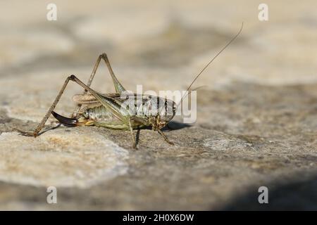 Platycleis albopunctata, femelle de Cricket Grey Bush, reposant sur une roche sur une falaise côtière. Banque D'Images