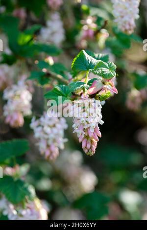 Ribes Sanguineum 'Tydeman's White', cassis à fleur 'Tydeman's White'.Fleurs rose pâle/blanches à la fin de l'hiver/au début du printemps Banque D'Images