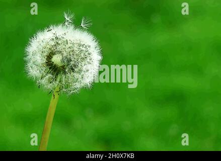 Illustration de la tête de fleur de Dandelion sur la prairie avec quelques graines de vol minuscules Banque D'Images