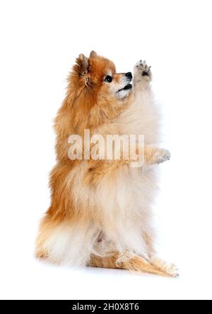 pomeranian senior devant un fond blanc Banque D'Images