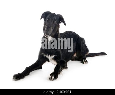 jeune borzoi devant un fond blanc Banque D'Images