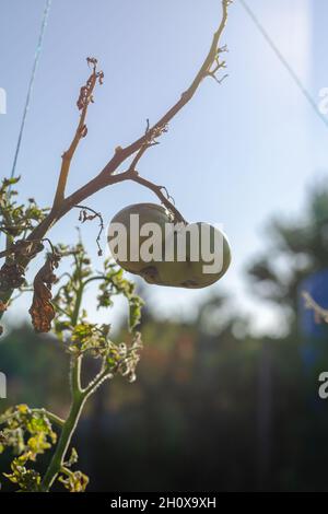 Flou artistique, bruit, flou, effet de grain.Tomate verte non mûre sur une branche dans le jardin.Comptabilité, agriculture.Mise au point sélective. Banque D'Images