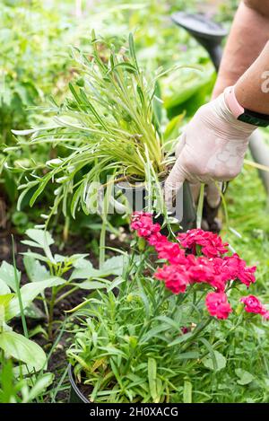 La vieille femme tient un pot avec des semis pour planter dans le jardin Banque D'Images