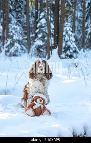 Springer Spaniel anglais avec ours en peluche sur la neige en forêt Banque D'Images