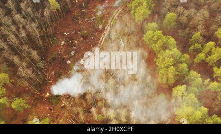 Vue aérienne Forêt de PIN vert zone de déforestation Paysage.Fumée provenant des branches d'épinette brûlantes laissées après avoir coupé des pins.Vue de dessus de grandir Banque D'Images