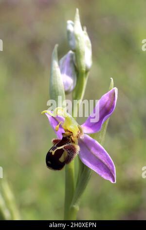 Ophrys apifera, Orchidaceae.Plante sauvage en été. Banque D'Images
