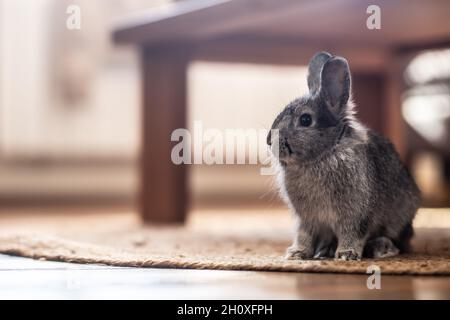 Adorable lapin domestique assis sur un tapis sous une table dans le salon. Banque D'Images