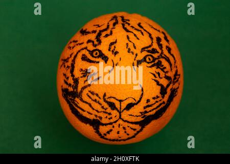 Tigre tirant sur un fruit orange, sur fond vert.Nouvelle année chinoise, concept 2022 Banque D'Images