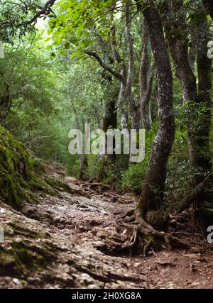 chemin de forêt vide.Un cliché vertical de plusieurs grands arbres cultivés dans la forêt Banque D'Images