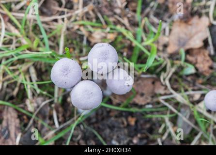 Le fourbe améthyste (Laccaria amethystina) Banque D'Images