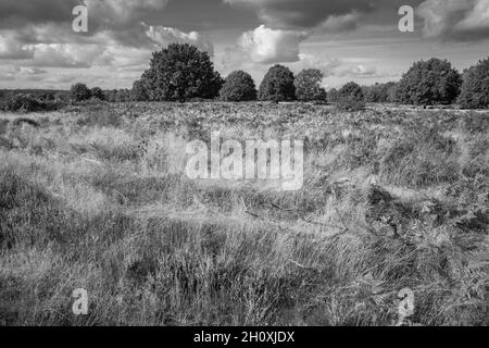 Automne, Budby Common, forêt de Sherwood, Notinghamshire, Angleterre. Banque D'Images