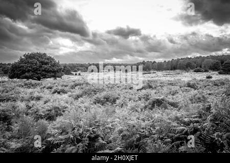 Automne, Budby Common, forêt de Sherwood, Notinghamshire, Angleterre. Banque D'Images