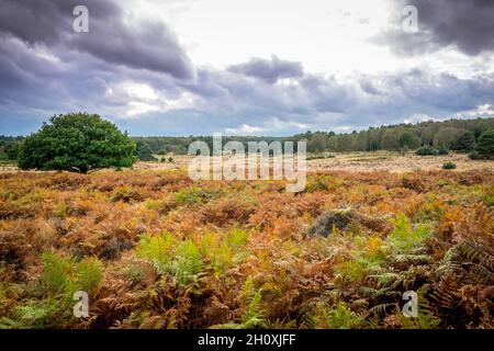 Automne, Budby Common, forêt de Sherwood, Notinghamshire, Angleterre. Banque D'Images