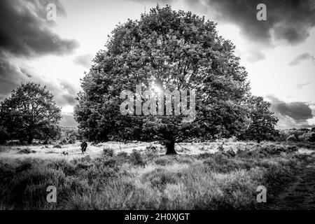 Automne, Budby Common, forêt de Sherwood, Notinghamshire, Angleterre. Banque D'Images