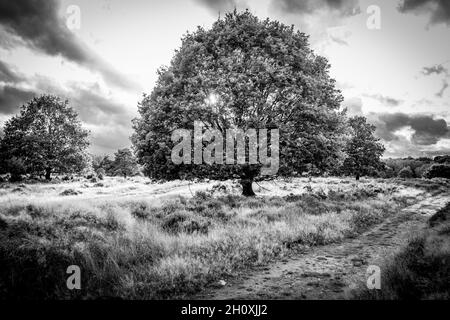 Automne, Budby Common, forêt de Sherwood, Notinghamshire, Angleterre. Banque D'Images