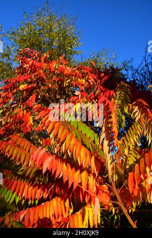 Sumac Tree, feuilles d'automne, pont Hebden, West Yorkshire Banque D'Images