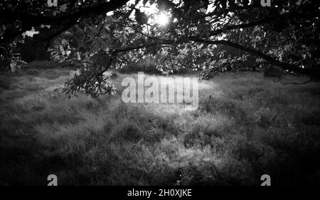 Automne, Budby Common, forêt de Sherwood, Notinghamshire, Angleterre. Banque D'Images