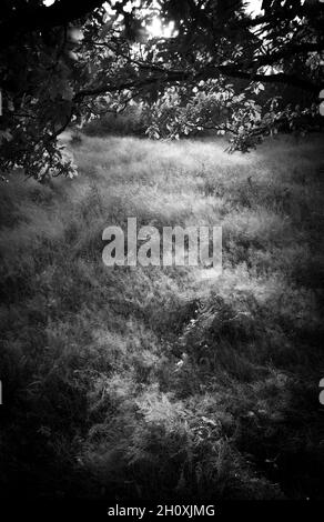 Automne, Budby Common, forêt de Sherwood, Notinghamshire, Angleterre. Banque D'Images