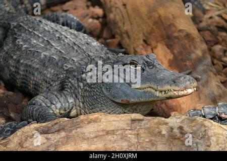 Gros plan d'un alligator américain (Alligator mississippiensis) montrant ses dents Banque D'Images