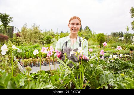Jeune femme travaillant comme fleuriste prenant soin des fleurs et des plantes en horticulture Banque D'Images